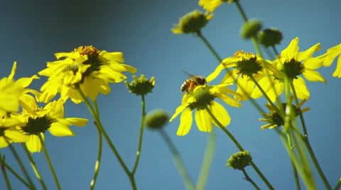 Bumblebee on Yellow Flowers Stock Footage 66520424