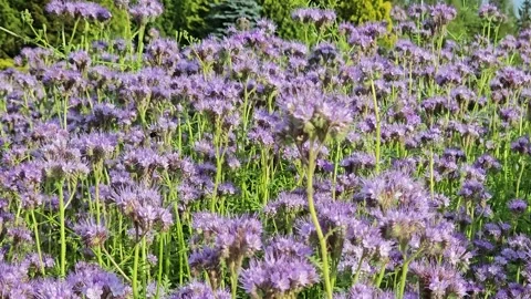 Bumblebees and bees collecting nectar from a field of phacelia. Stock Footage 281851299