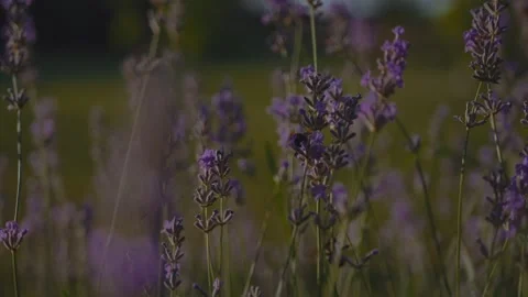 Bumblebees and bees in a lavender field in the evening Stock Footage 278217983