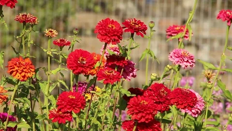 Bumblebees and flowers Video stock 118995676