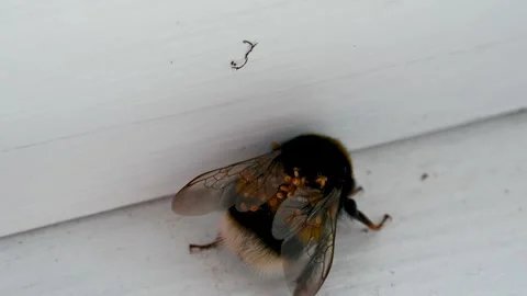 A bumblebee's back full of tiny ticks Stock Footage 247578114