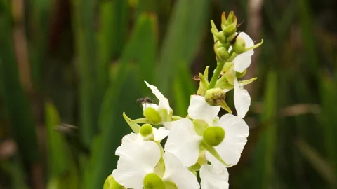 Bumblebees Buzzing Around White Flowers Stock Footage 316423619