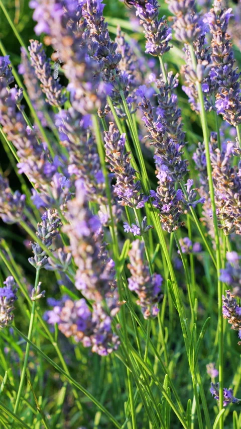 	Bumblebees collect pollen on blooming lavender in the summer field. Stock Footage 340516562