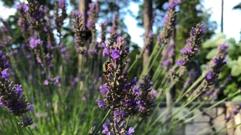 Bumblebees collecting nectar from blooming wild flowers in the forest on a sunny Stock Footage 261823665