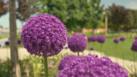 Bumblebees collecting nectar Stock Footage 311585164