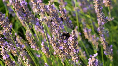 	Bumblebees collection nectar on blooming lavender flowers.  動画素材 340515857