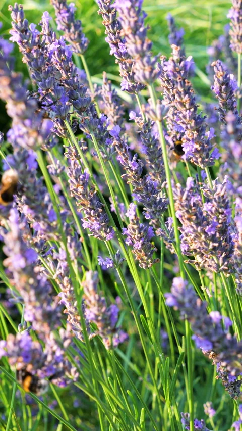 Bumblebees collection nectar on blooming lavender flowers. 库存影片 340515876