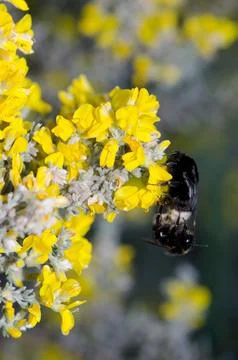 Bumblebees copulating on flowers. Stock Photos