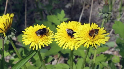 Bumblebees on dandelions Video stock 131097331