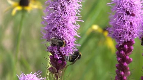 Bumblebees on Dense blazing star Video stock 157315236