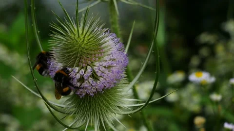 Bumblebees eating nectar on Dipsacus flowers 動画素材 157625238