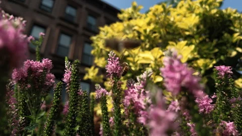 Bumblebees explore colorful flowers in front of Brooklyn brownstones Stock Footage 341897199