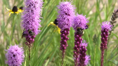 Bumblebees on flower Dense blazing star Stock Footage 157315537