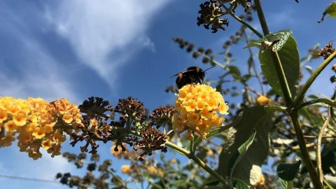 Bumblebees on a flower Stock Footage 114776544