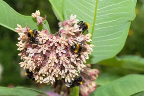 Bumblebees on a flower. Stock Photos