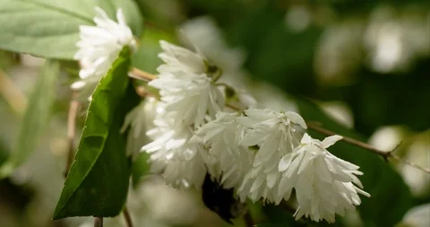 Bumblebees on flowers 1C Stock Footage 92158733