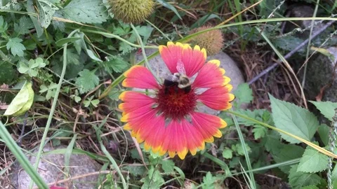 Bumblebees on Flowers Stock-Footage 79973143