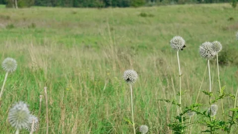 Bumblebees on flowers Stock Footage 324958040