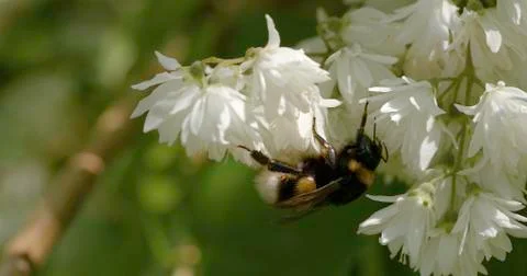 Bumblebees on flowers Foto stock
