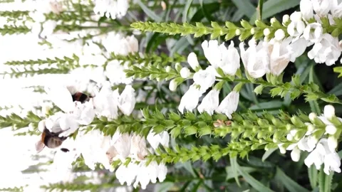 Bumblebees fly over white flowers collecting honey. Stock Footage 137897129
