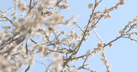 Bumblebees flying around between white blossoms on branches [4K30] 2xSlow Motion Stock-Footage 127749653