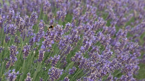 Bumblebees flying over lavender field. Honey bees and bumble bees on lavender. Stock Footage 116060318