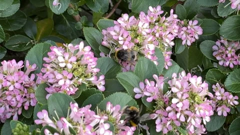 Bumblebees Stock Footage 313062938