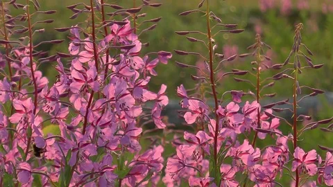 Bumblebees gather nectar from flowers of willow-herb. Stock Footage 74379377