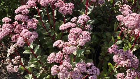 Bumblebees Gathering Nectar - 4K Stock-Footage 250019716
