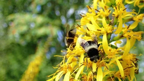 Bumblebees gathering nectar on yellow flowers Stock Footage 85127975