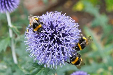 Bumblebees on a Globe Thistle Stock Photos