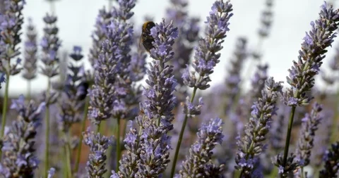 Bumblebees Hover Over Lavender Sprigs Stock Footage 113150707