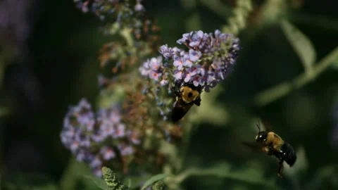 Bumblebees hovering and pollinating purple flowers in a garden Stock Footage 327632370