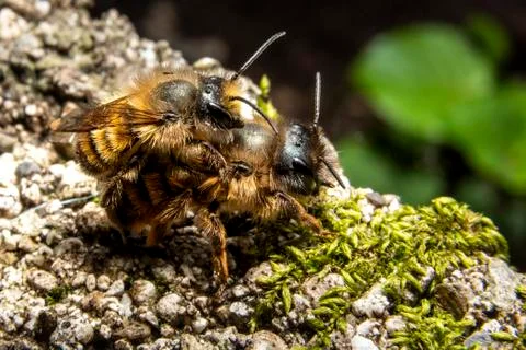 Bumblebees mating on a rock Stock Photos