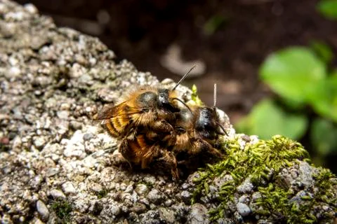 Bumblebees mating on a rock Stock Photos