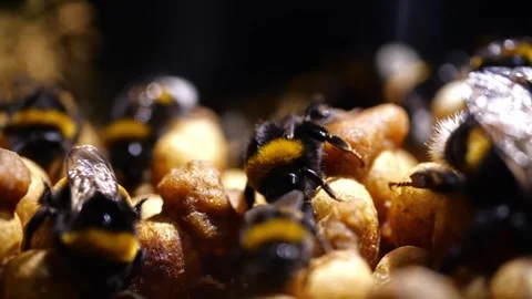 Bumblebees in Nest – 4K Cinematic Backlight Footage (Bombus terrestris) Stock-Footage 320671638