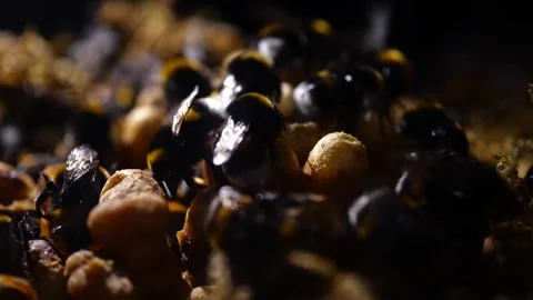 Bumblebees in Nest – 4K Cinematic Backlight Footage (Bombus terrestris) Stock-Footage 320671694