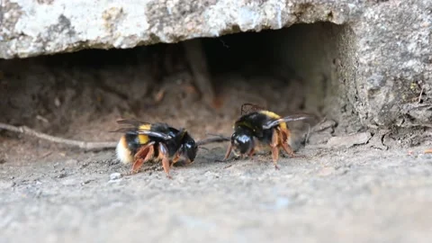Bumblebees Nest Site Under Ground Buff-Tailed (Bombus Terrestris) Stock Footage 150352505