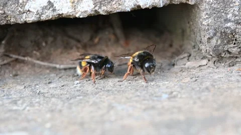 Bumblebees Nest Site Under Ground Buff-Tailed (Bombus Terrestris) Stock Footage 150352730