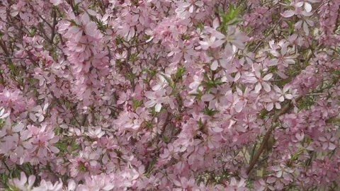 Bumblebees pollinate the almond tree Stock Footage 154595393
