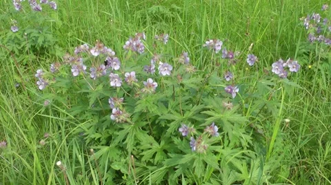 Bumblebees pollinate flowers Stock-Footage 8664128