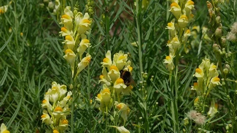 Bumblebees pollinate flowers. Stockbeeldmateriaal 116544663