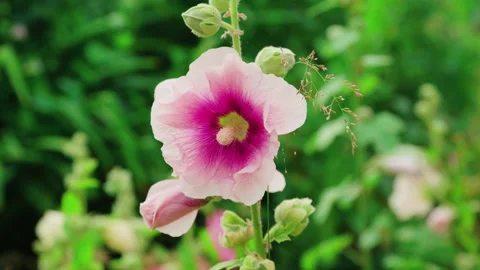 Bumblebees pollinate mallow flowers on a summer day Видео 135574547