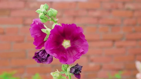 Bumblebees pollinate mallow flowers on a summer day 库存影片 135578178