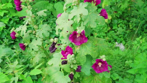 Bumblebees pollinate mallow flowers on a summer day Video stock 135578839
