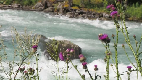 Bumblebees pollinate thistles against the background of a river stream. Vídeos de archivo 295375283