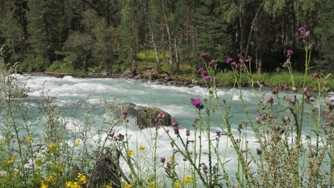 Bumblebees pollinate thistles against the background of a river stream. 스톡 동영상 295375360