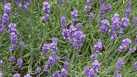 Bumblebees Pollinating Lavender Flowers Stock Footage 336482100