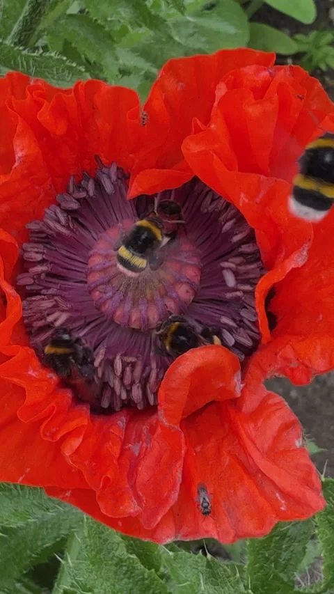 Bumblebees pollinating a red poppy flower Stock Footage 340237624