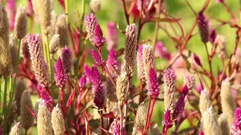 Bumblebees pollination Video stock 118995669